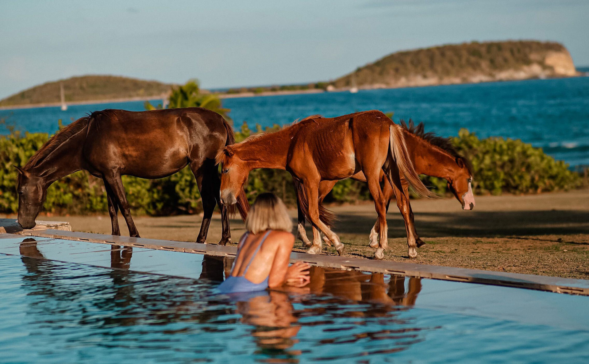 The Wild Horses of Vieques