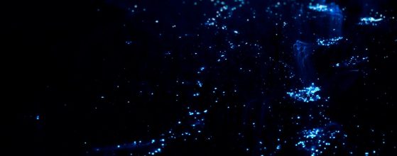 bioiluminesence e1712813254528