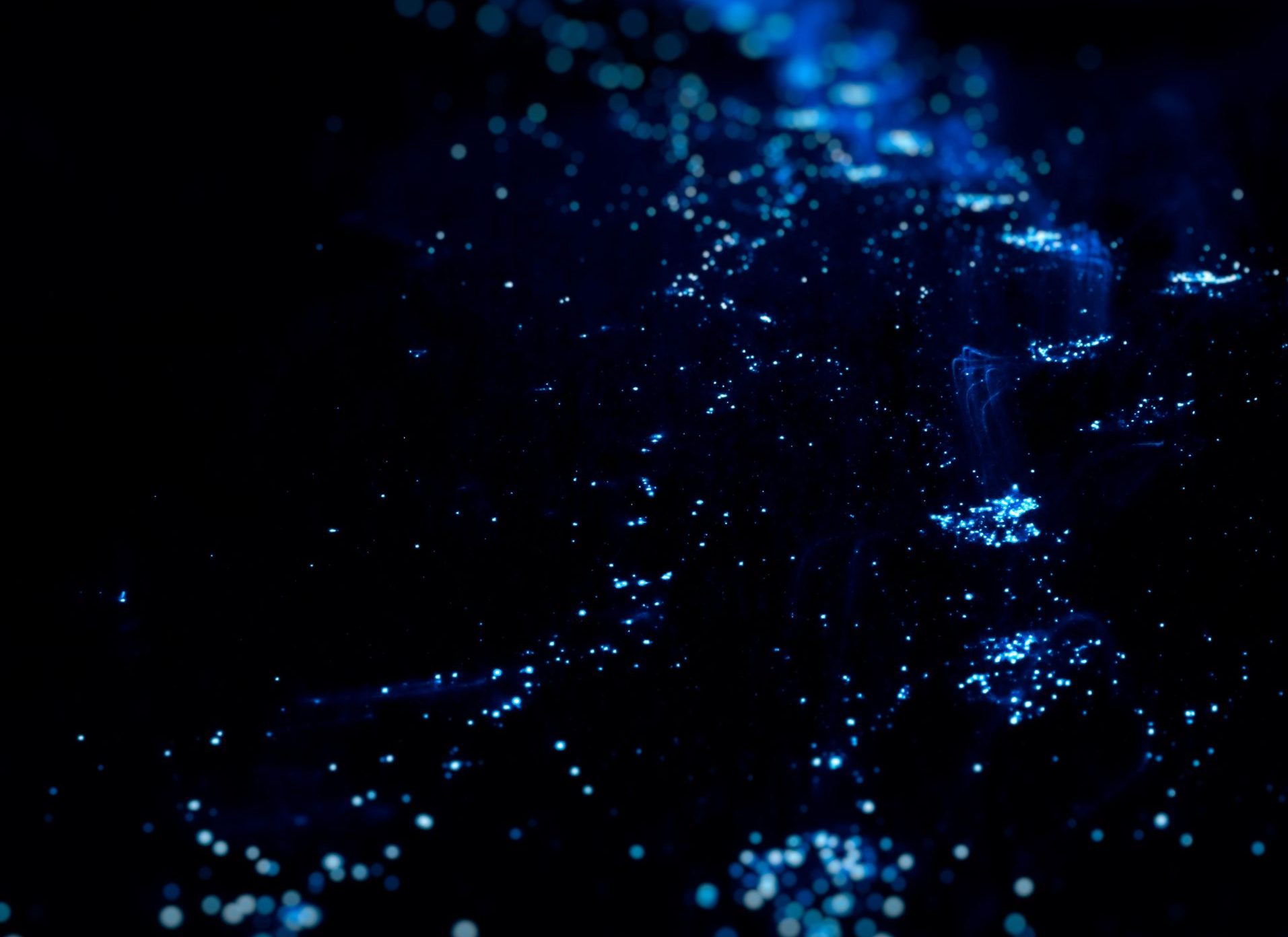 Exploring the Magic of Bioluminescent Bays