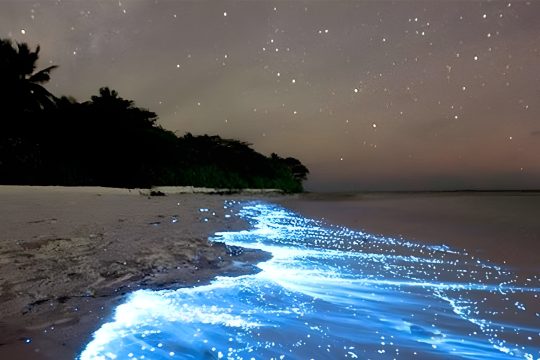 Is Vieques Puerto Rico Family-Friendly? An Honest Guide for Parents (2026)