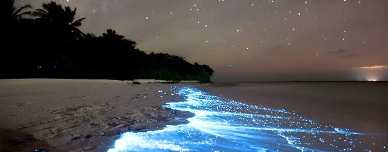 Bioluminescent water glowing blue at Mosquito Bay in Vieques Puerto Rico — the world's brightest bio bay, family kayak tours